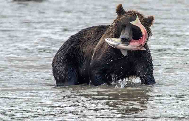 Oso Pardo - Kamchatka - Rusia 28.jpg